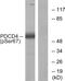Programmed Cell Death 4 antibody, PA5-38802, Invitrogen Antibodies, Western Blot image 