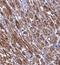 Translocase Of Inner Mitochondrial Membrane 44 antibody, NBP1-86941, Novus Biologicals, Immunohistochemistry frozen image 