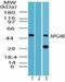 Cysteine protease ATG4B antibody, TA337038, Origene, Western Blot image 