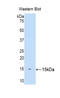 Keratin 81 antibody, LS-C300599, Lifespan Biosciences, Western Blot image 