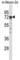 Protein Kinase C Zeta antibody, abx027916, Abbexa, Western Blot image 
