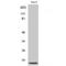 NDUFA4 Mitochondrial Complex Associated Like 2 antibody, LS-B15596, Lifespan Biosciences, Western Blot image 