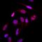 Small Ubiquitin Like Modifier 2 antibody, NBP2-22546, Novus Biologicals, Immunocytochemistry image 