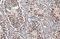 Kruppel Like Factor 5 antibody, GTX103289, GeneTex, Immunohistochemistry paraffin image 