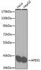 Apurinic/Apyrimidinic Endodeoxyribonuclease 1 antibody, LS-C746818, Lifespan Biosciences, Western Blot image 