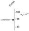 Internexin Neuronal Intermediate Filament Protein Alpha antibody, TA309074, Origene, Western Blot image 