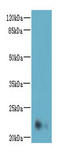 Neurensin 2 antibody, A67818-100, Epigentek, Western Blot image 