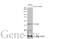 POU Class 5 Homeobox 1 antibody, GTX101497, GeneTex, Western Blot image 