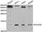Granzyme B antibody, LS-C335675, Lifespan Biosciences, Western Blot image 