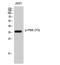 PDZ Binding Kinase antibody, A02623T9, Boster Biological Technology, Western Blot image 