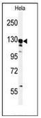 G2 And S-Phase Expressed 1 antibody, AP51981PU-N, Origene, Western Blot image 