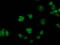 Gephyrin antibody, M04560-1, Boster Biological Technology, Immunofluorescence image 