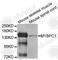 Myosin Binding Protein C, Slow Type antibody, A8348, ABclonal Technology, Western Blot image 