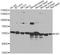 Glucose-6-Phosphate Isomerase antibody, LS-C748366, Lifespan Biosciences, Western Blot image 