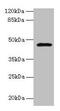 Cobalamin Binding Intrinsic Factor antibody, CSB-PA009417YA01HU, Cusabio, Western Blot image 