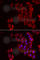 Phosphoribosylaminoimidazole Carboxylase And Phosphoribosylaminoimidazolesuccinocarboxamide Synthase antibody, A6450, ABclonal Technology, Immunofluorescence image 