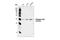 Cyclin Dependent Kinase 1 antibody, 9114S, Cell Signaling Technology, Western Blot image 