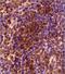 GLIPR2 antibody, NBP2-47126, Novus Biologicals, Immunohistochemistry paraffin image 