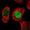Potassium Channel Tetramerization Domain Containing 13 antibody, PA5-60403, Invitrogen Antibodies, Immunofluorescence image 