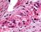 Prostaglandin E Receptor 4 antibody, NLS3898, Novus Biologicals, Immunohistochemistry paraffin image 