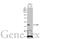 Isocitrate Dehydrogenase (NADP(+)) 1, Cytosolic antibody, GTX105179, GeneTex, Western Blot image 