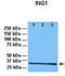 Inhibitor Of Growth Family Member 1 antibody, TA339688, Origene, Western Blot image 