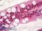 p21 antibody, LS-B8634, Lifespan Biosciences, Immunohistochemistry paraffin image 