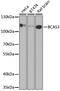 BCAS3 Microtubule Associated Cell Migration Factor antibody, GTX32467, GeneTex, Western Blot image 