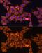 Mitochondrial import receptor subunit TOM20 homolog antibody, GTX32928, GeneTex, Immunocytochemistry image 