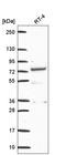 Deltex E3 Ubiquitin Ligase 1 antibody, HPA055275, Atlas Antibodies, Western Blot image 