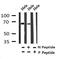 Polo Like Kinase 1 antibody, GTX18156, GeneTex, Western Blot image 