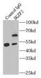 IKAROS Family Zinc Finger 2 antibody, FNab04205, FineTest, Immunoprecipitation image 