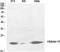 Histone Cluster 1 H1 Family Member B antibody, A06717, Boster Biological Technology, Western Blot image 