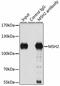 MutS Homolog 2 antibody, GTX54377, GeneTex, Immunoprecipitation image 