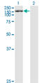 Tripartite Motif Containing 24 antibody, LS-C133575, Lifespan Biosciences, Western Blot image 