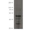 Ajuba LIM Protein antibody, IQ583, Immuquest, Western Blot image 