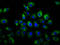 GSG1 Like antibody, LS-C680563, Lifespan Biosciences, Immunofluorescence image 