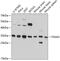 Translin Associated Factor X antibody, GTX66095, GeneTex, Western Blot image 