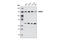 Histone Deacetylase 4 antibody, 5392T, Cell Signaling Technology, Western Blot image 