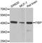 FGF1 Intracellular Binding Protein antibody, A6436, ABclonal Technology, Western Blot image 