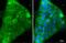 Angiotensin I Converting Enzyme 2 antibody, GTX635897, GeneTex, Immunocytochemistry image 