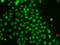 Thymocyte Selection Associated High Mobility Group Box antibody, abx005337, Abbexa, Western Blot image 