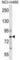 CUB Domain Containing Protein 1 antibody, abx028768, Abbexa, Western Blot image 