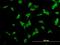 Nuclear receptor coactivator 4 antibody, H00008031-M04, Novus Biologicals, Immunofluorescence image 