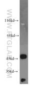 TSP3 antibody, 19727-1-AP, Proteintech Group, Western Blot image 