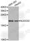 NudC Domain Containing 2 antibody, A3545, ABclonal Technology, Western Blot image 