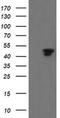 MAF BZIP Transcription Factor B antibody, MA5-26421, Invitrogen Antibodies, Western Blot image 