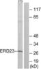 KDEL Endoplasmic Reticulum Protein Retention Receptor 3 antibody, LS-C119963, Lifespan Biosciences, Western Blot image 