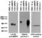 Matrix Metallopeptidase 9 antibody, 73-100, Antibodies Incorporated, Western Blot image 