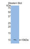 Cathepsin D antibody, LS-C372716, Lifespan Biosciences, Western Blot image 